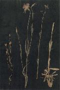 Paul Klee Herbarium Spain oil painting artist